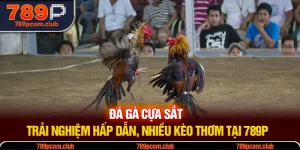 Đá Gà Cựa Sắt - Trải Nghiệm Hấp Dẫn, Nhiều Kèo Thơm Tại 789P
