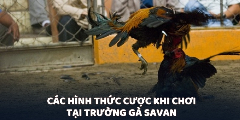 Các hình thức cược khi chơi tại trường gà Savan