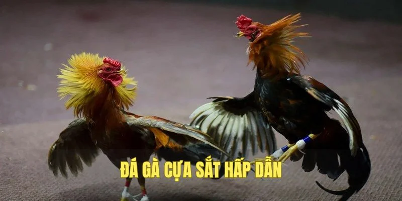 Đôi nét về đá gà cựa sắt 789P