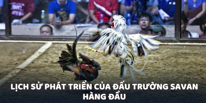Lịch sử phát triển của đấu trường Savan hàng đầu