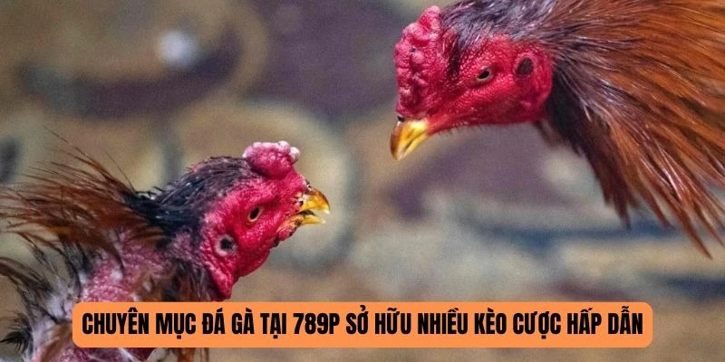 Sảnh đá gà 789P sở hữu nhiều kèo cược đa dạng, hấp dẫn khác nhau