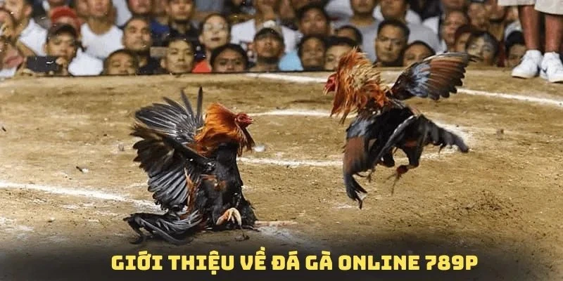 Giới thiệu sơ lược sảnh đá gà 789P - Địa điểm giải trí hàng đầu thế giới