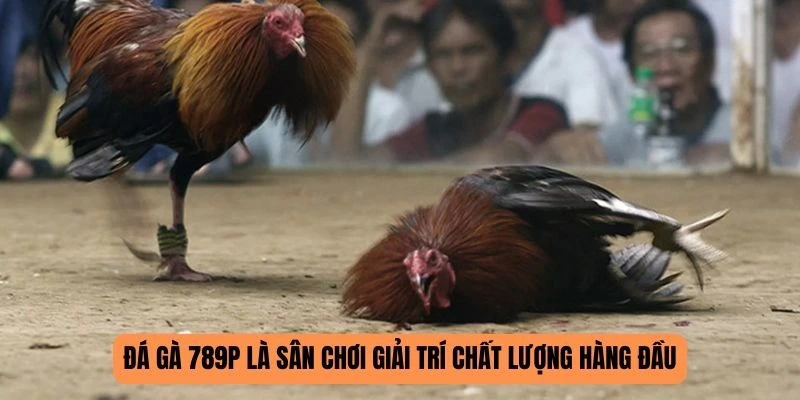 Hướng dẫn cách thức tham gia đặt cược tại sảnh đá gà 789P