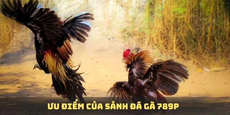 Các ưu điểm nổi bật tại sảnh đá gà 789P mới nhất